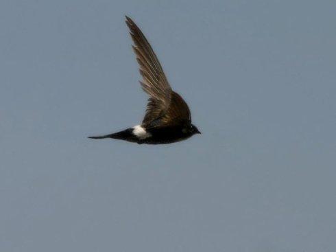 �����Ϸɵ������������ֲ���ļ�β���� ԭ����һ���ô��ʳ