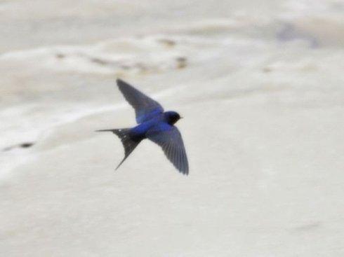 �����Ϸɵ������������ֲ���ļ�β���� ԭ����һ���ô��ʳ