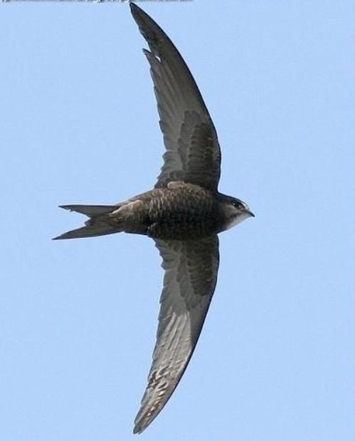 �����Ϸɵ������������ֲ���ļ�β���� ԭ����һ���ô��ʳ