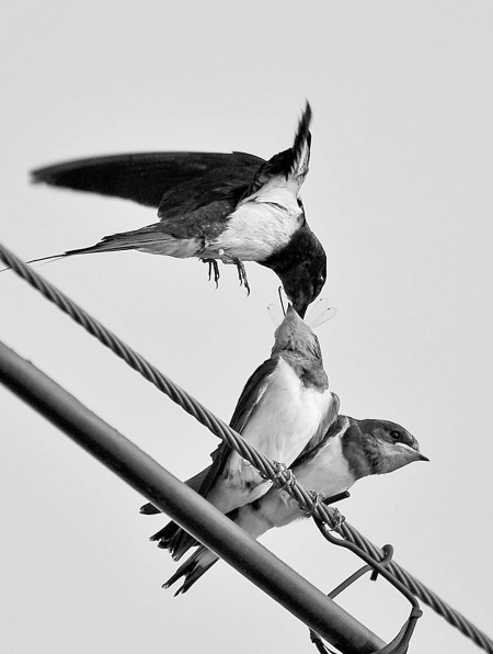 �����Ϸɵ������������ֲ���ļ�β���� ԭ����һ���ô��ʳ