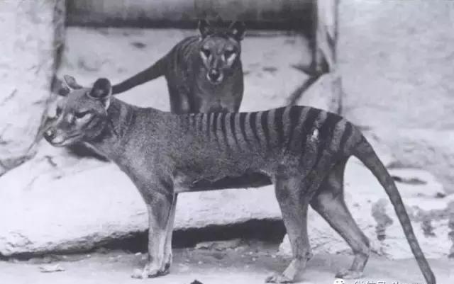 ���ǳ�����������˵�ֱ����·�����Ƶ ���ǵ�����ȫ�ſ�������