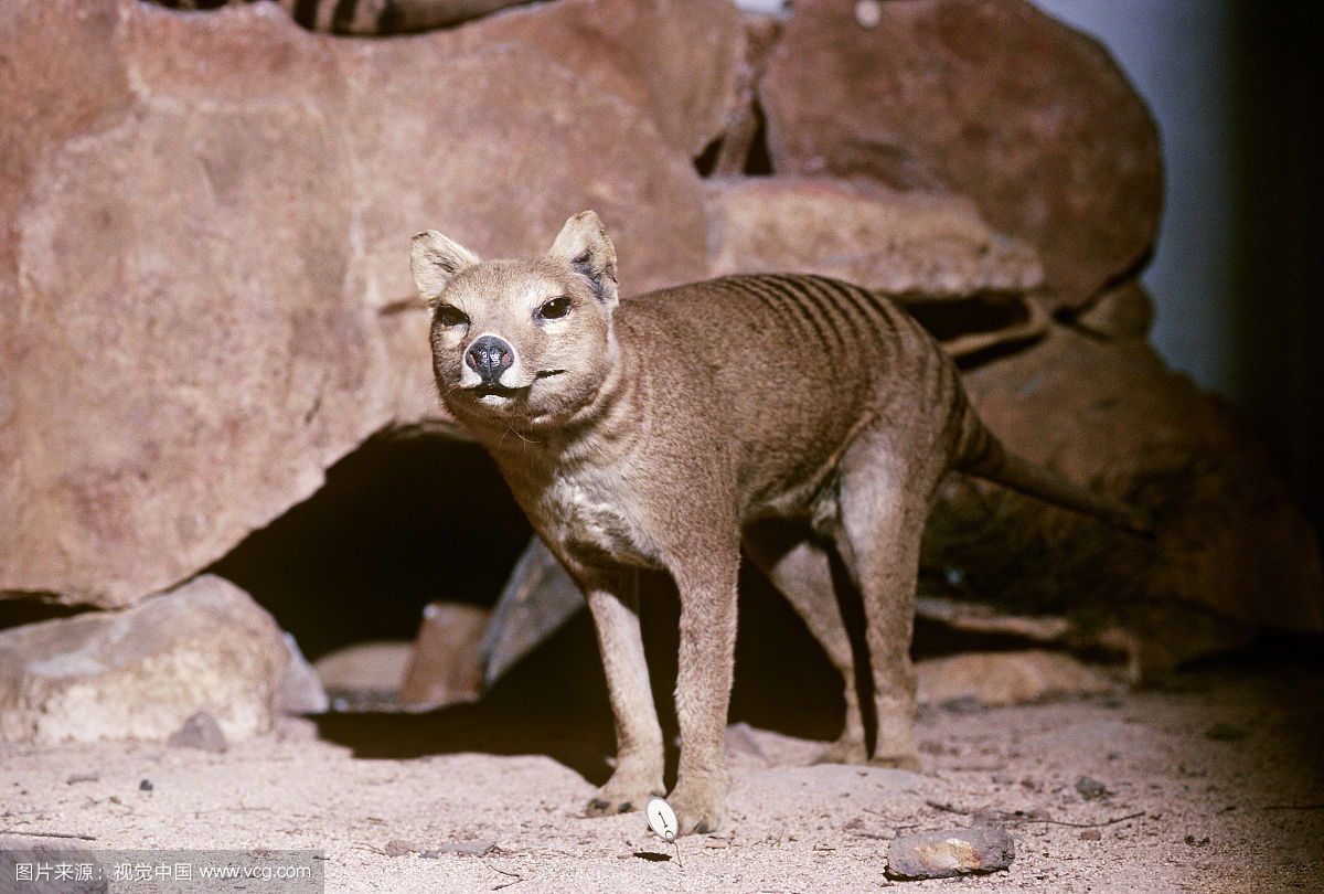 袋狼彻底灭绝了吗据说又被重新发现视频 袋狼的嘴完全张开好吓人