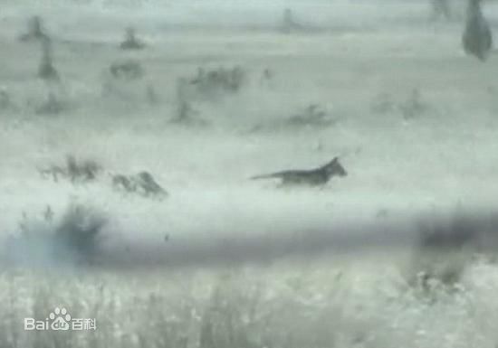 ���ǳ�����������˵�ֱ����·�����Ƶ ���ǵ�����ȫ�ſ�������