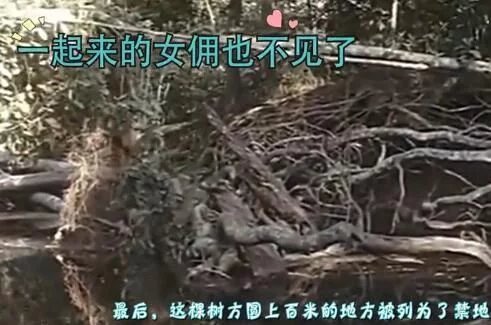 ����������µ�ֲ��--��� �����Ĵ��ڳ��˵Ĺ���ʵ��ͼ̫���