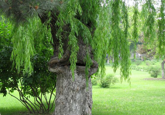 ����������µ�ֲ��--��� �����Ĵ��ڳ��˵Ĺ���ʵ��ͼ̫���