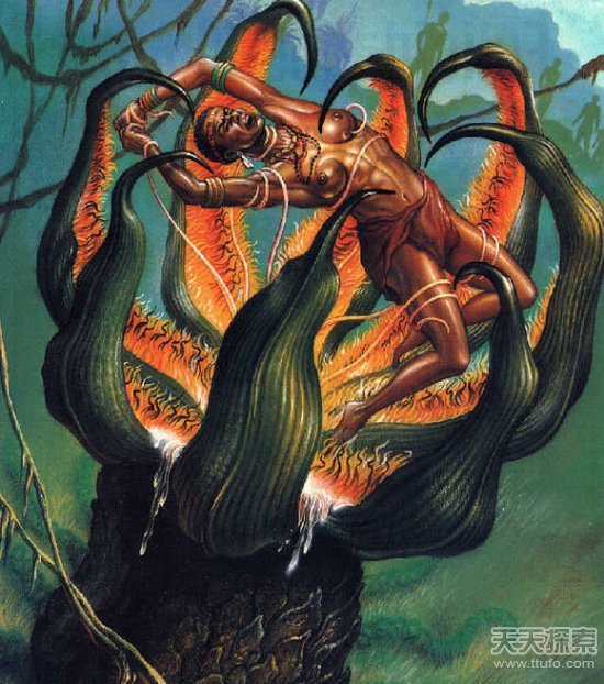 世界上最可怕的植物--奠柏 奠柏真的存在吃人的过程实拍图太惊悚