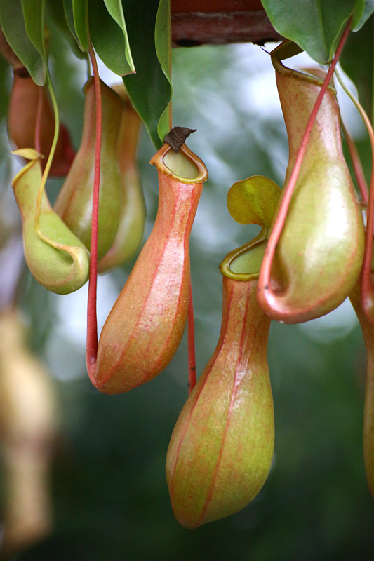 ����������µ�ֲ��--��� �����Ĵ��ڳ��˵Ĺ���ʵ��ͼ̫���