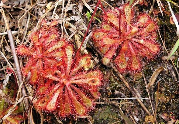 ����������µ�ֲ��--��� �����Ĵ��ڳ��˵Ĺ���ʵ��ͼ̫���