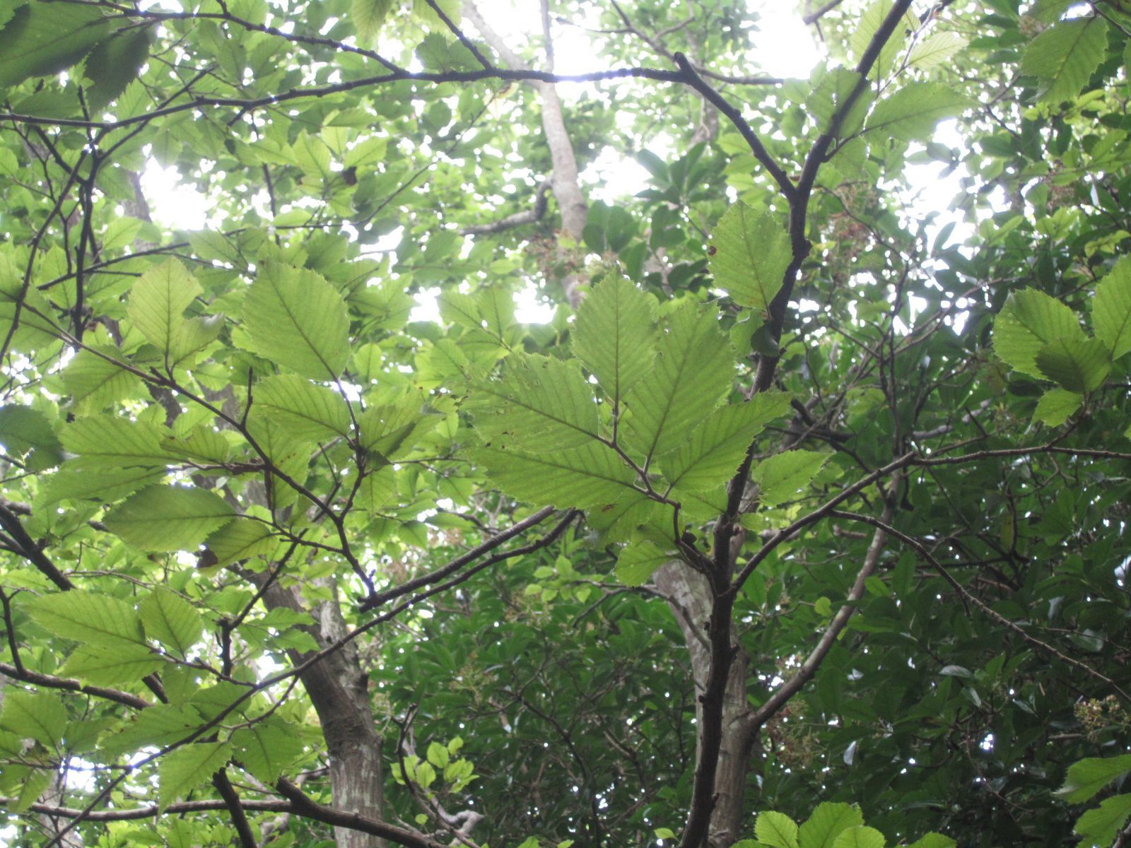 ȫ��ֻ��һ�õ������Ӷ�������ڲ�������� ���Ӷ������Σԭ��