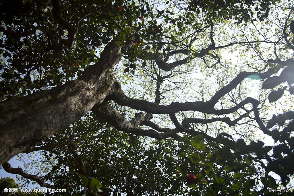 ȫ��ֻ��һ�õ������Ӷ�������ڲ�������� ���Ӷ������Σԭ��