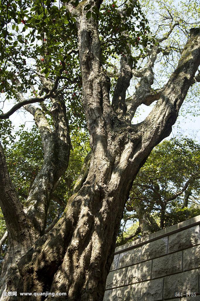 ȫ��ֻ��һ�õ������Ӷ�������ڲ�������� ���Ӷ������Σԭ��