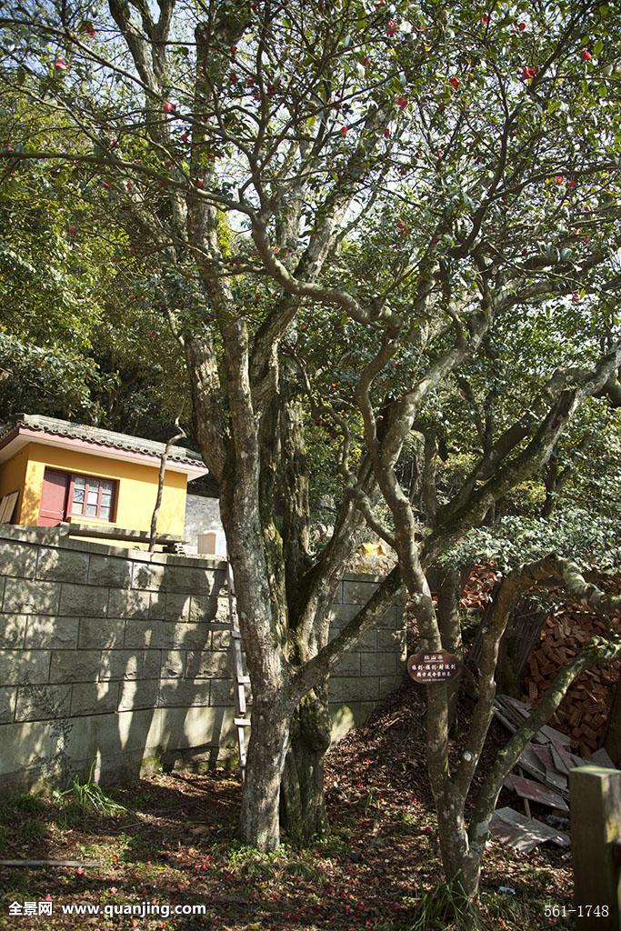 ȫ��ֻ��һ�õ������Ӷ�������ڲ�������� ���Ӷ������Σԭ��