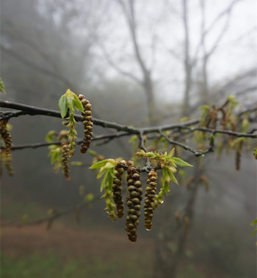 ȫ��ֻ��һ�õ������Ӷ�������ڲ�������� ���Ӷ������Σԭ��