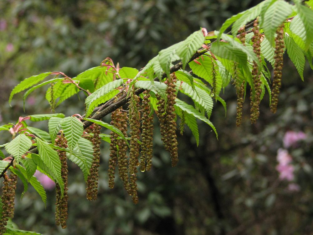 ȫ��ֻ��һ�õ������Ӷ�������ڲ�������� ���Ӷ������Σԭ��