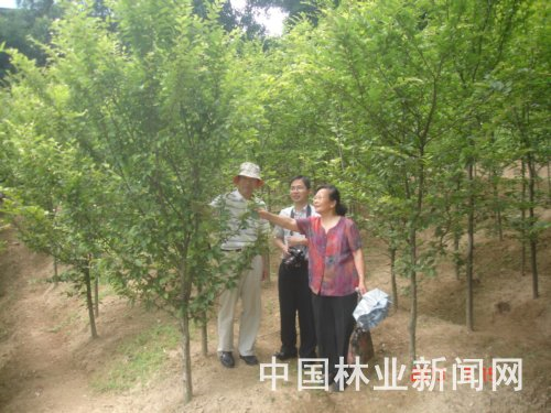 ȫ��ֻ��һ�õ������Ӷ�������ڲ�������� ���Ӷ������Σԭ��