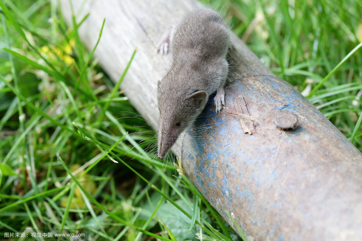 鼩鼱(qújīng)那么小也太萌了吧 被鼩鼱咬了会死人吗为啥不能打