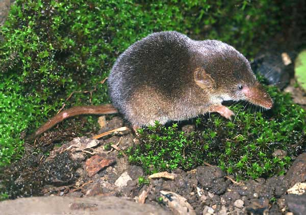 鼩鼱(qújīng)那么小也太萌了吧 被鼩鼱咬了会死人吗为啥不能打