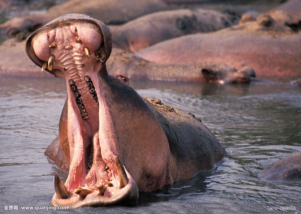 河马的天敌是什么动物你绝对料不到 鳄鱼为什么打不过也不吃河马