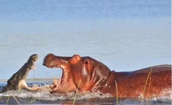 �����������ʲô����������ϲ��� ����Ϊʲô�򲻹�Ҳ���Ժ���