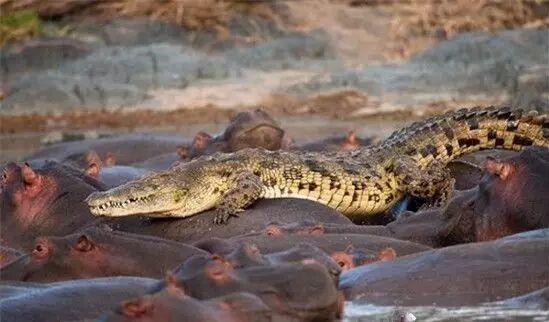 �����������ʲô����������ϲ��� ����Ϊʲô�򲻹�Ҳ���Ժ���