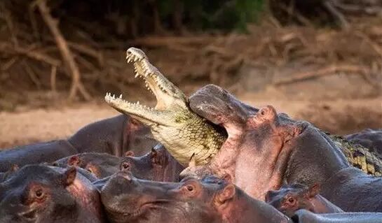 �����������ʲô����������ϲ��� ����Ϊʲô�򲻹�Ҳ���Ժ���