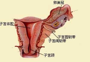 �ӹ��Ľṹͼ �뿴Ů���ӹ���ʲô���ӹ��ṹͼƬ����һĿ��Ȼ