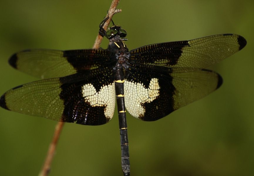 ��������������û��˭���������µ� �������ѵĵط�ˮ��ֱ�Ӻ�