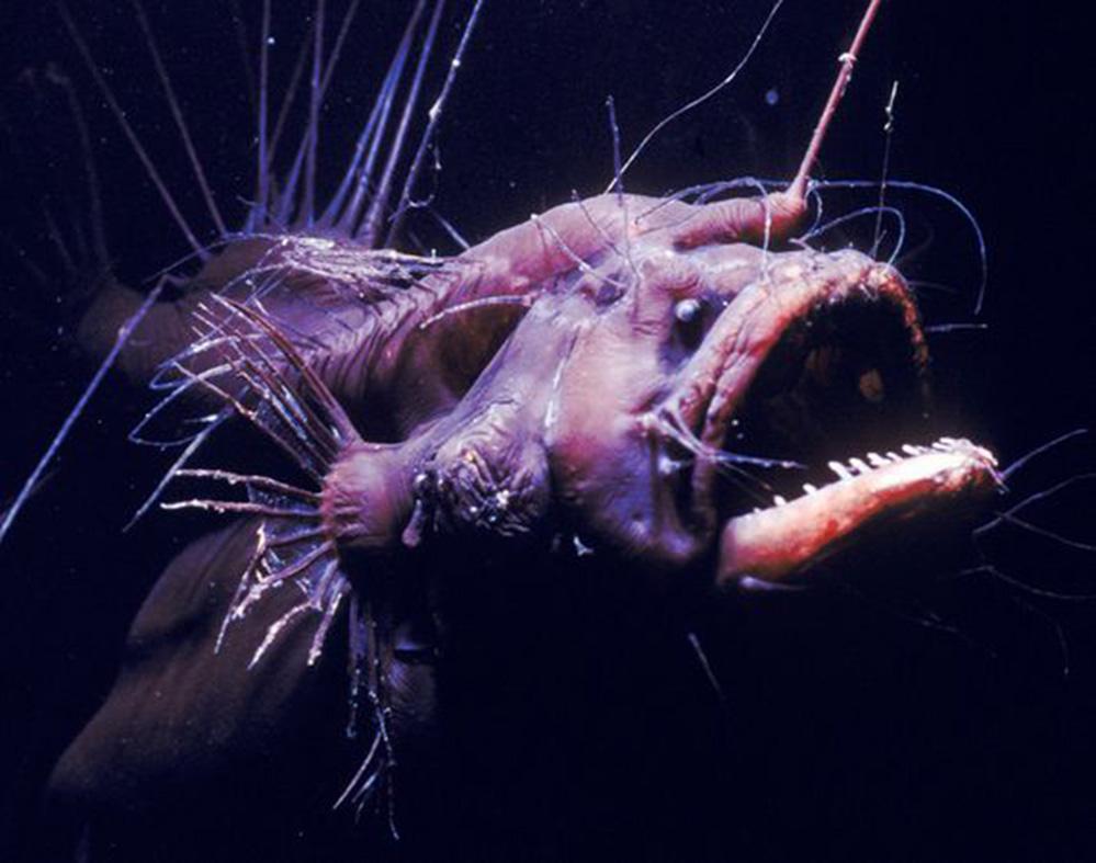 但其实最可怕的是它们的交配方式,到最后雄性琵琶鱼会很悲惨,因为到