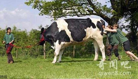 ��ţ����˹������������ţ ���ް����߽�2�׺ų���ţ�е�Ҧ��