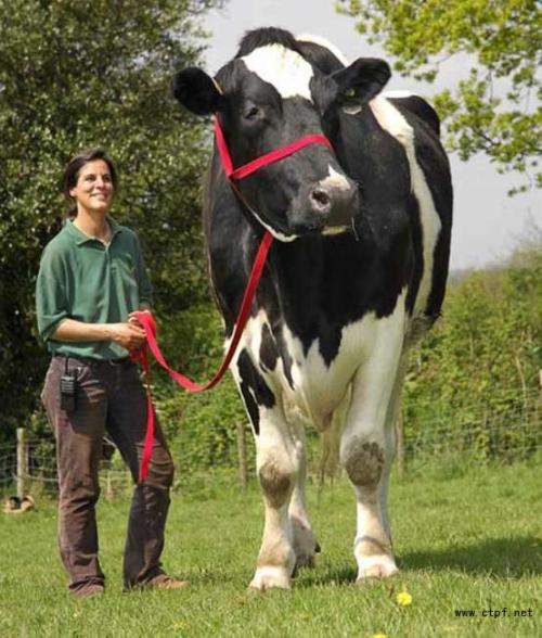 ��ţ����˹������������ţ ���ް����߽�2�׺ų���ţ�е�Ҧ��