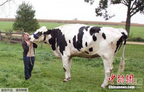 ��ţ����˹������������ţ ���ް����߽�2�׺ų���ţ�е�Ҧ��