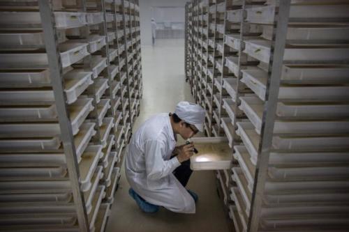世界最大蚊子工厂居然在中国 生产出来的蚊子可以克蚊子咋回事