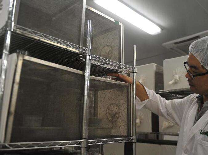 世界最大蚊子工厂居然在中国 生产出来的蚊子可以克蚊子咋回事