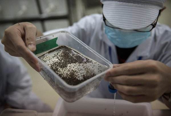 世界最大蚊子工厂居然在中国 生产出来的蚊子可以克蚊子咋回事