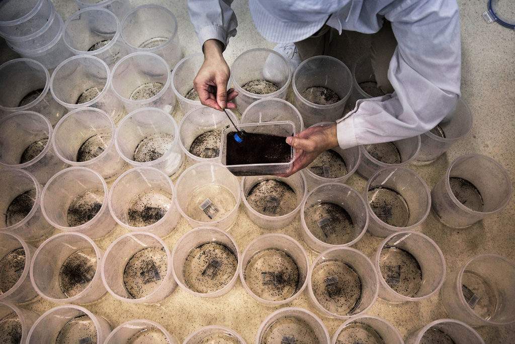 世界最大蚊子工厂居然在中国 生产出来的蚊子可以克蚊子咋回事