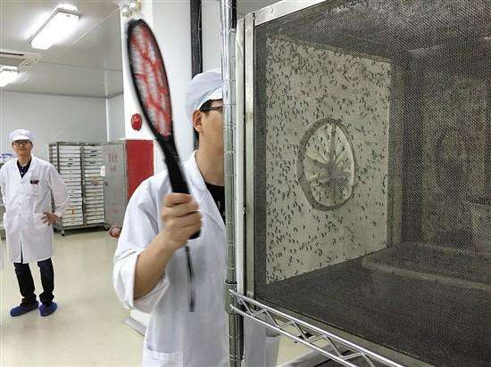 世界最大蚊子工厂居然在中国 生产出来的蚊子可以克蚊子咋回事