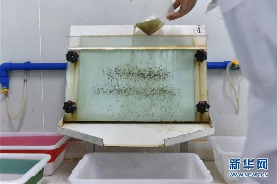 世界最大蚊子工厂居然在中国 生产出来的蚊子可以克蚊子咋回事