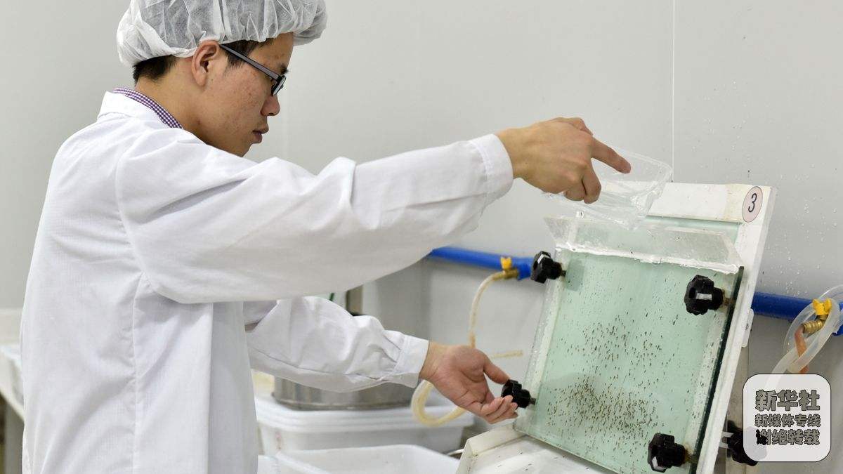 世界最大蚊子工厂居然在中国 生产出来的蚊子可以克蚊子咋回事