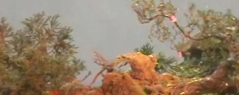 ���μ�͵���˲ι��ڵڼ���