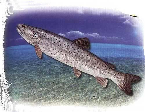 ����˹��ˮ�������׾�Ȼ���� 15�׾��ͺ���ʷǰ����������