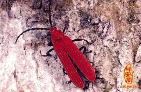 ���ճ�ʵ����ʲô�������ͼƬ ���ճ�Ϊʲô���ƻ��ܻ���ѧ����