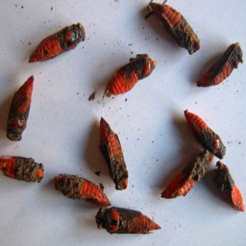 ���ճ�ʵ����ʲô�������ͼƬ ���ճ�Ϊʲô���ƻ��ܻ���ѧ����