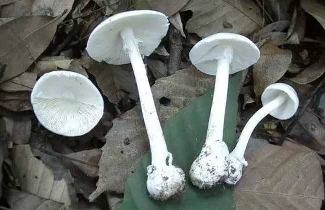 ���˾綾Ģ�������׶�ɡ�����Ͼ�û���� �����׶�ɡ����ʲô��֢