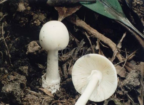 ���˾綾Ģ�������׶�ɡ�����Ͼ�û���� �����׶�ɡ����ʲô��֢