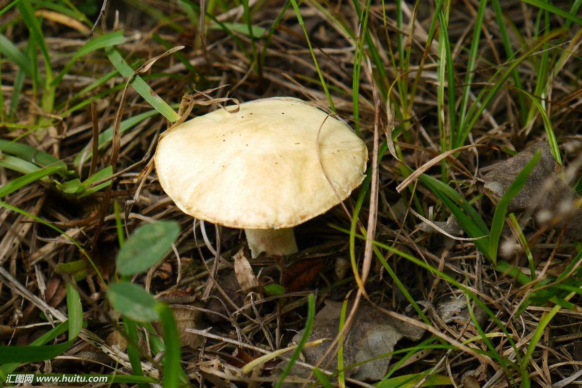 吃了剧毒蘑菇致命白毒伞基本上就没救了 致命白毒伞能治什么癌症