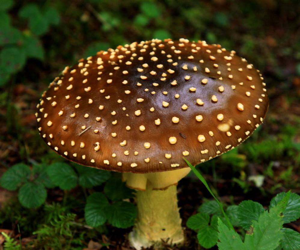 ���˾綾Ģ�������׶�ɡ�����Ͼ�û���� �����׶�ɡ����ʲô��֢