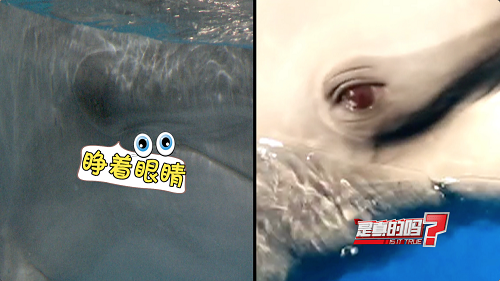 ��������ô˯���Ķ೤ʱ�����˯�� ����˯����һֻ�۱�һֻ����