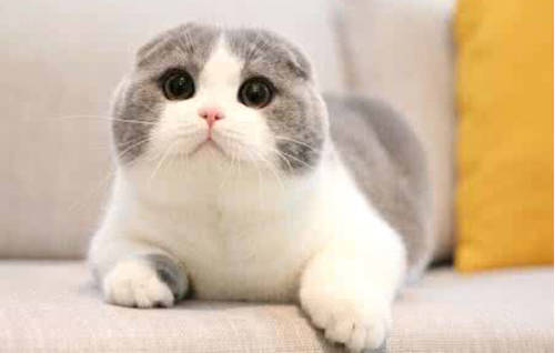 Ů���μ�èʲôԤ�� �ѻ鸾Ů�μ�è����ʲô �μ�è�ǲ���֮����