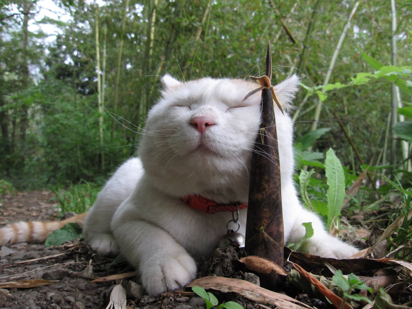 Ů���μ�èʲôԤ�� �ѻ鸾Ů�μ�è����ʲô �μ�è�ǲ���֮����