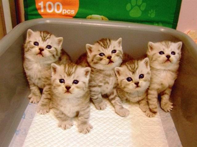 Ů���μ�èʲôԤ�� �ѻ鸾Ů�μ�è����ʲô �μ�è�ǲ���֮����